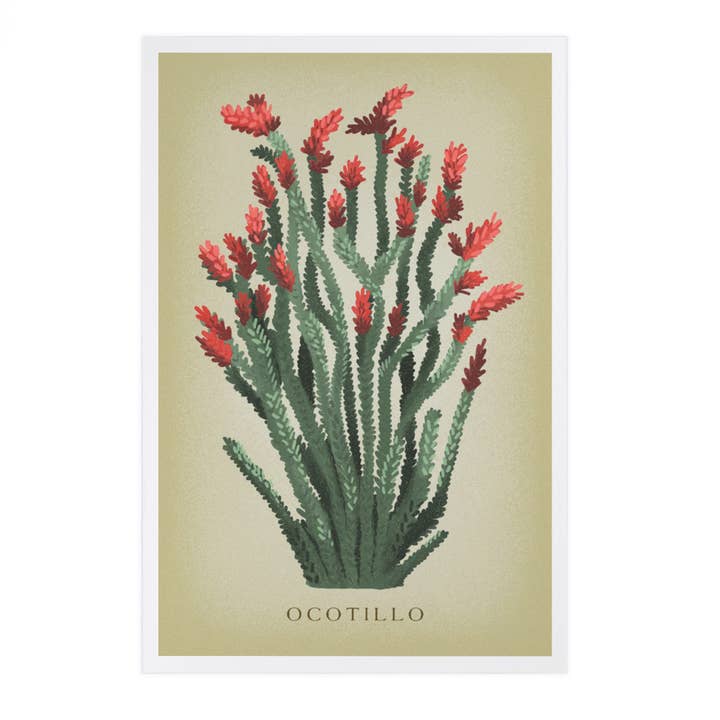 Lantern Press - Wholesale Postcard - PREMIUM POSTCARDS Ocotillo, Vintage Flora