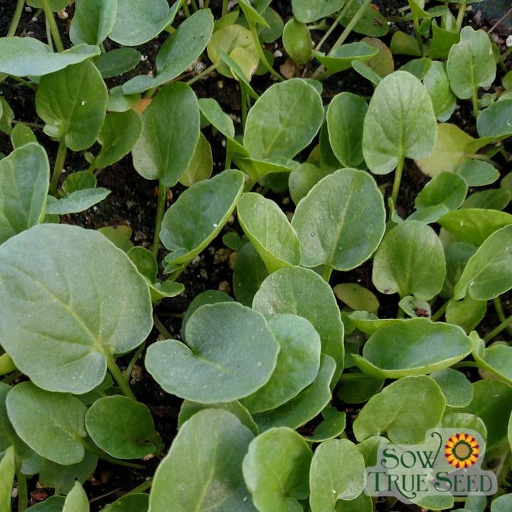 Sow True Seed - Wholesale Plant Seeds - Cress Seeds - Creasy Greens