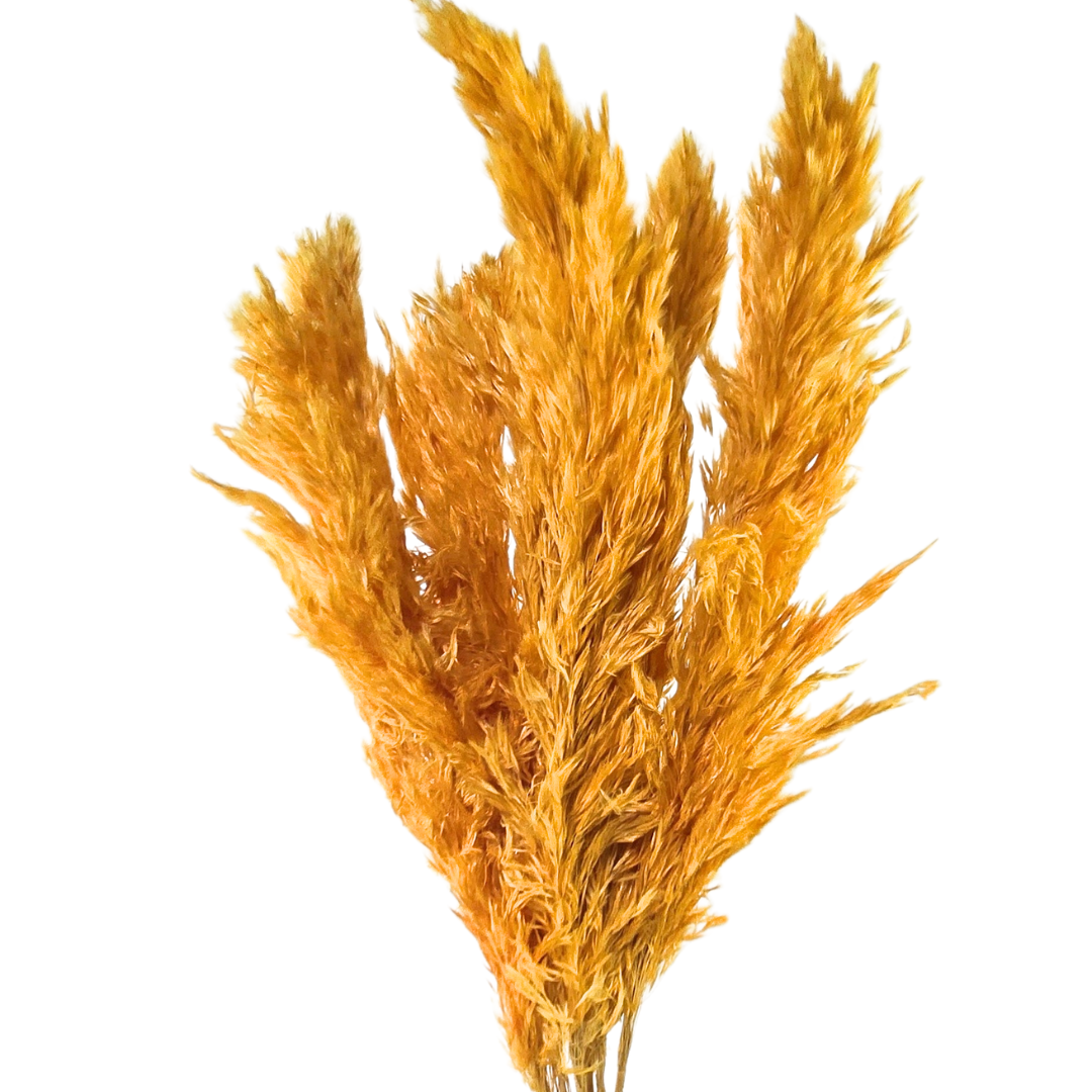 Botanico Ltd. - Wholesale Dried/Pressed Flowers - Pampas Grass Small5