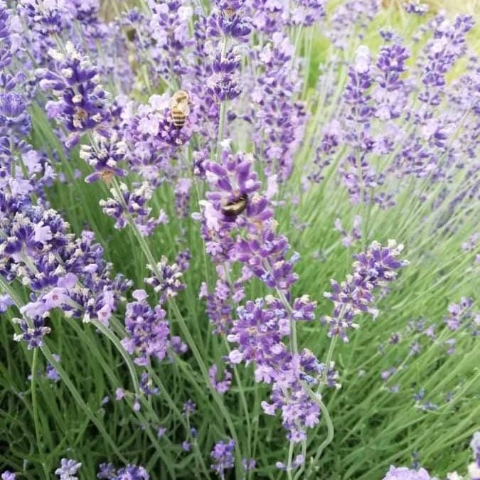 Ibbeo Cosmétiques - Wholesale Body Cream/Lotion - Body lotion, sweet almond and lavender1