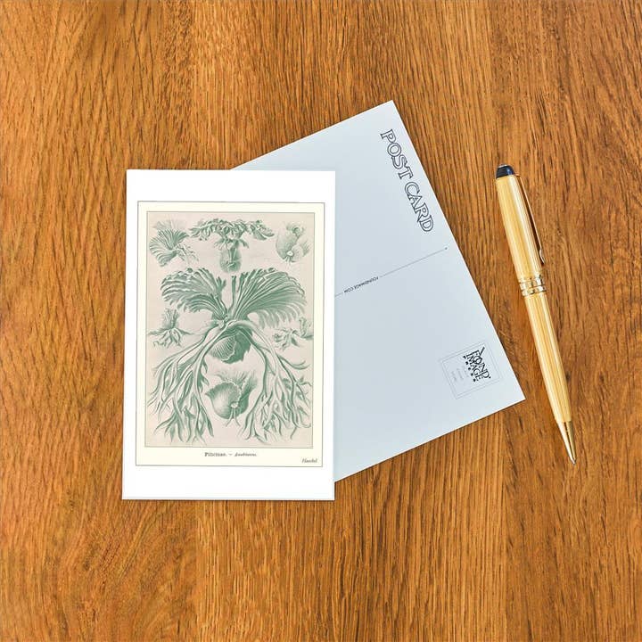 Found Image Press - Vendita all'ingrosso Cartoline - Cartolina SE-103 Filicinae1