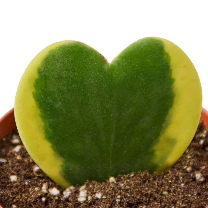 House Plant Wholesale WEST - Wholesale Live Plant - Hoya Sweetheart Variegated
