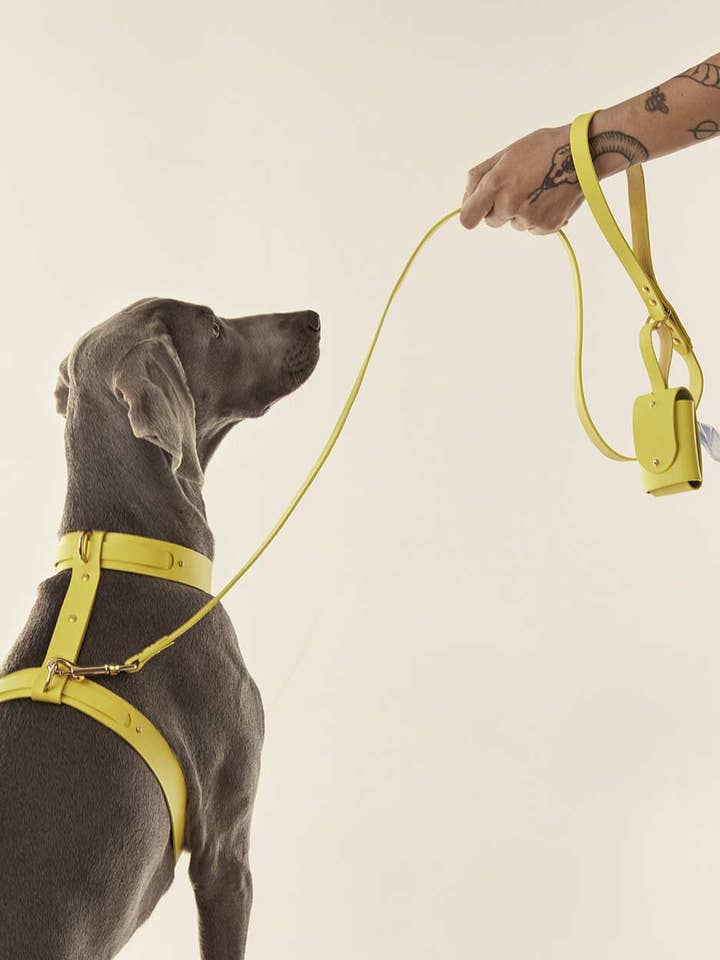 Trela Cão · Amarelo por atacado de INDÓMITO