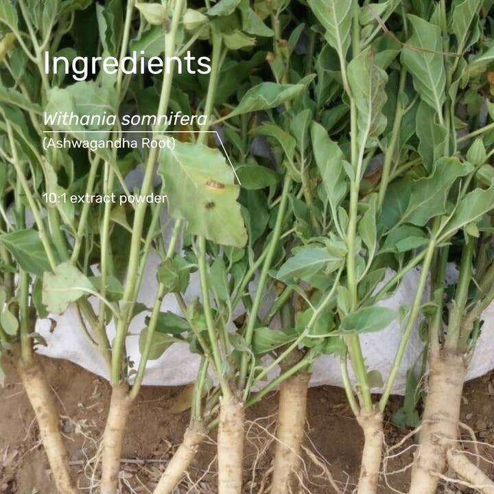 SuperFeast - Wholesale Oral Supplement/Vitamin - Ashwagandha Capsules4