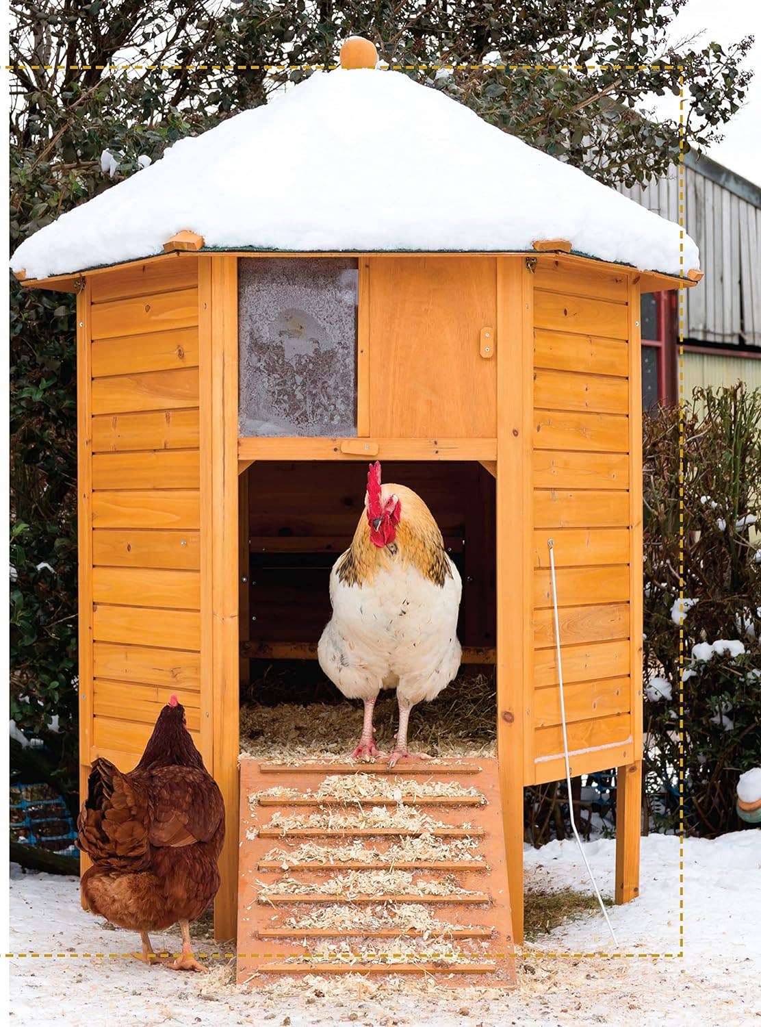 Fox Chapel Publishing - Wholesale Pet  Book - Starter Coops - For Your Chickens First Home4