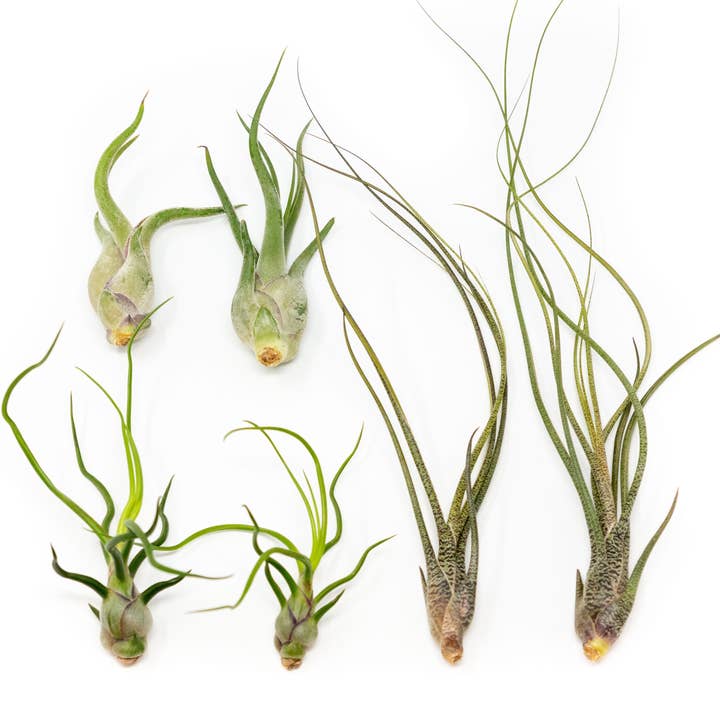The Wild Things Collection of Tillandsia Air Plants for wholesale by Air Plant Shop