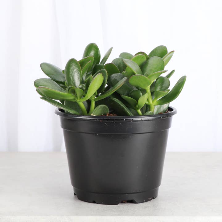 Thorsen's Greenhouse - Wholesale Succulent - Jade Succulent Plant - Live Plant
