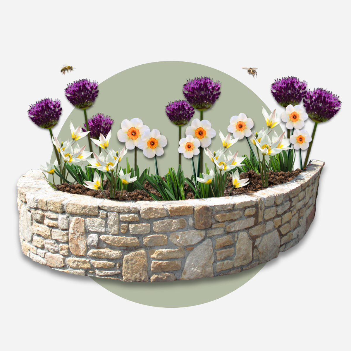 Oasis of Life – Großhandel Pflanzensamen – Blumenzwiebeln Mix  – 35 Blumenzwiebeln für trockene & sonnige Standorte – Mischung aus Tulipa Turkestanica, Allium Atropurpureum & Narcissus Geranium – Pflegeleicht, robust & mehrjährig6