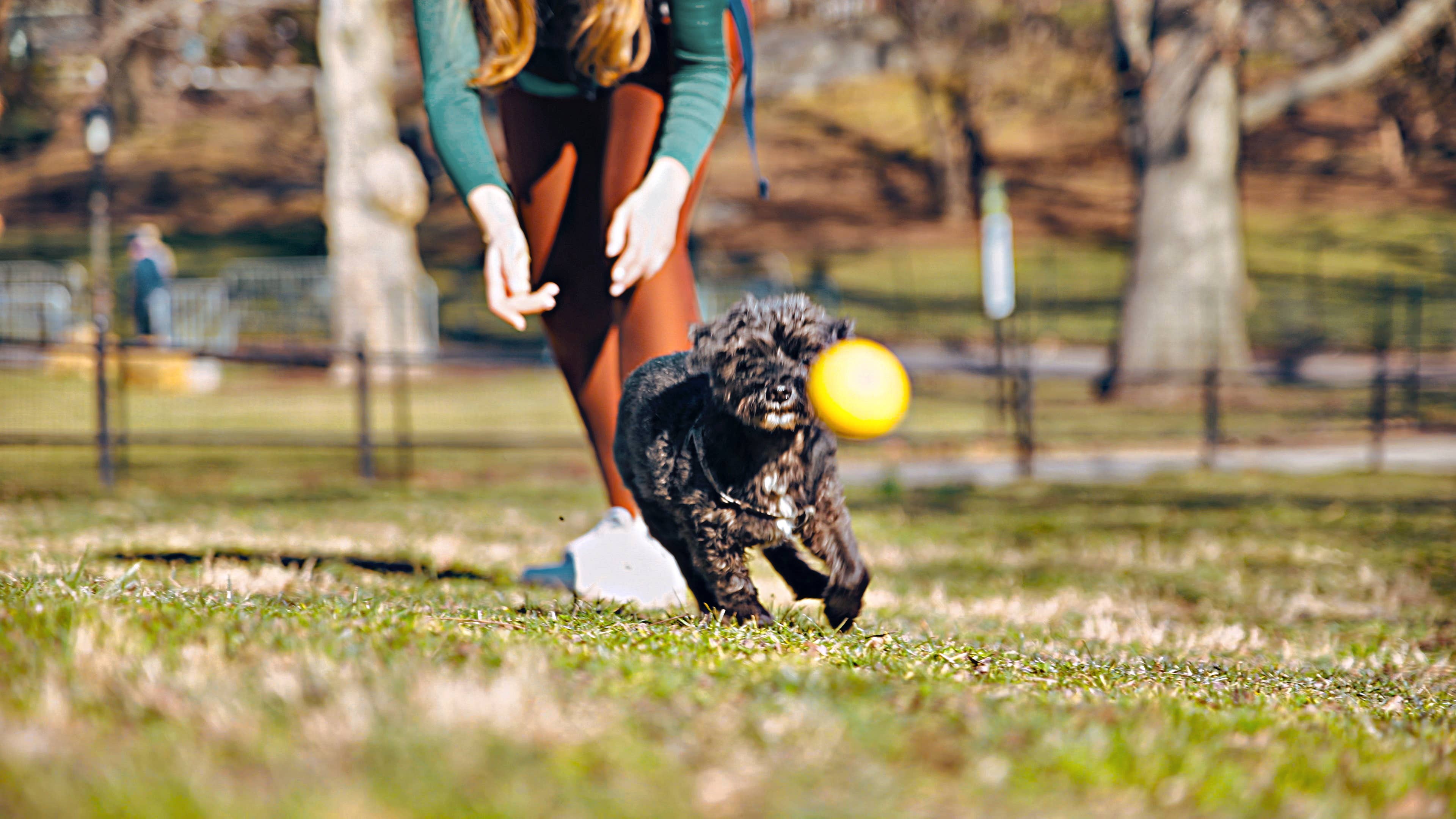 Tall Tails - Wholesale Pet Fetch Ball - Dog - Tall Tails GOAT Sport Balls, 2-Pack- Small7