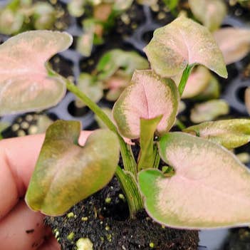 Dick's Sticks and Exotics - Wholesale Live Plant - Syngonium Singo Lava. 3 inch starter plants.