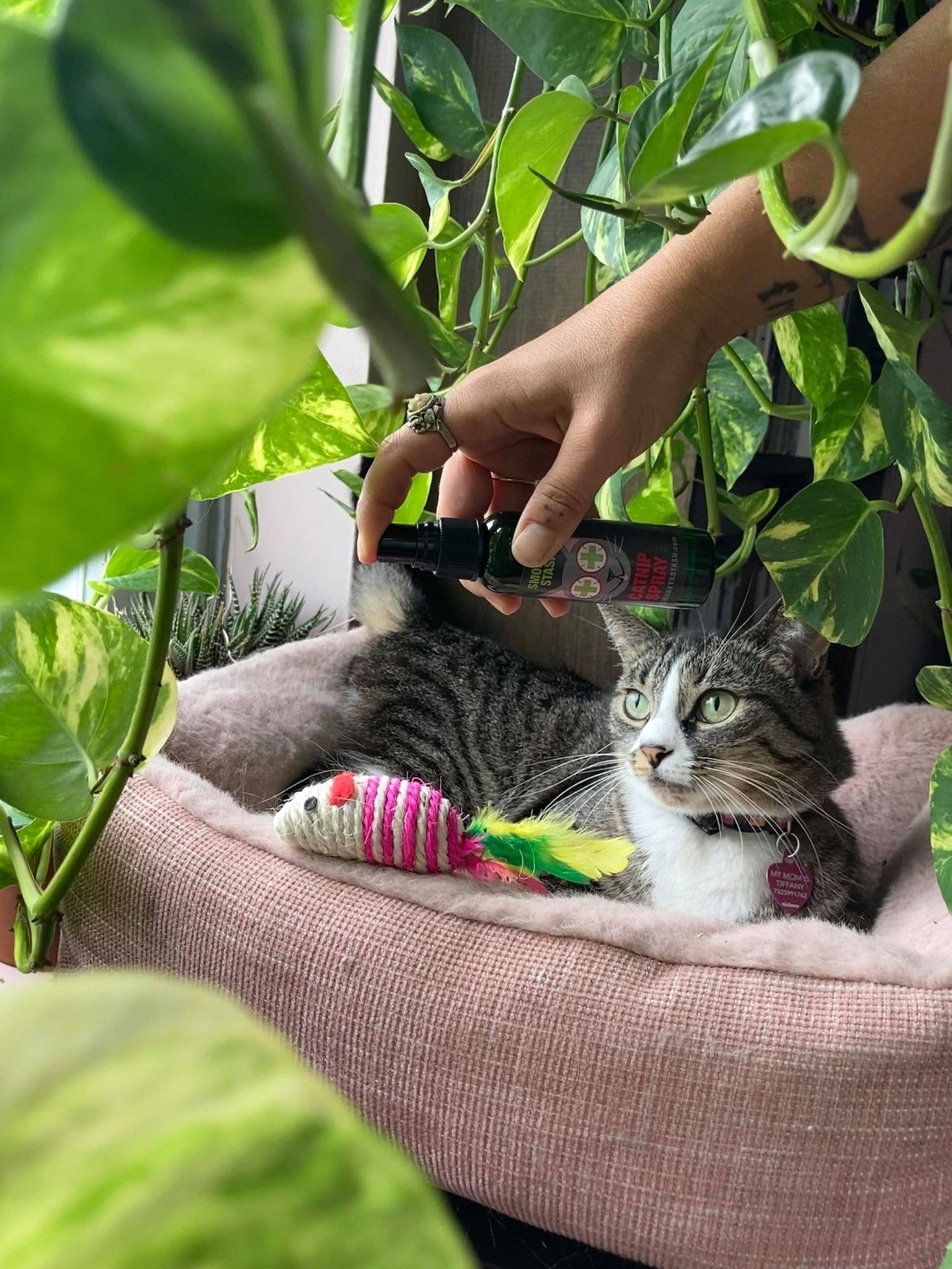 Smokey's Stash - Wholesale Catnip - Smokey's Stash Catnip Spray 2oz Bottle3