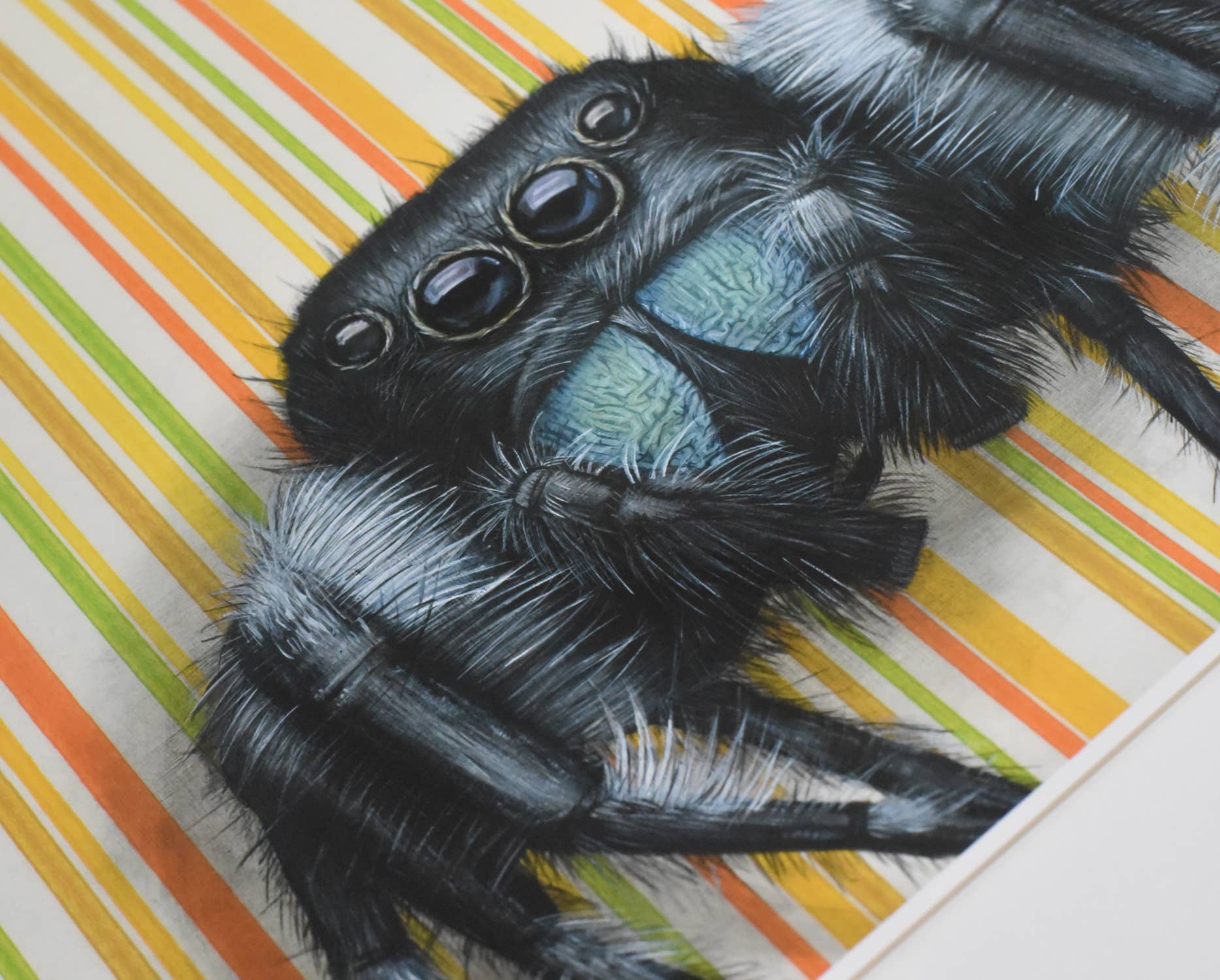 Emily Uchytil - Wholesale Art Print - Jumping Spider - Fine Art Print - Insect Illustration1