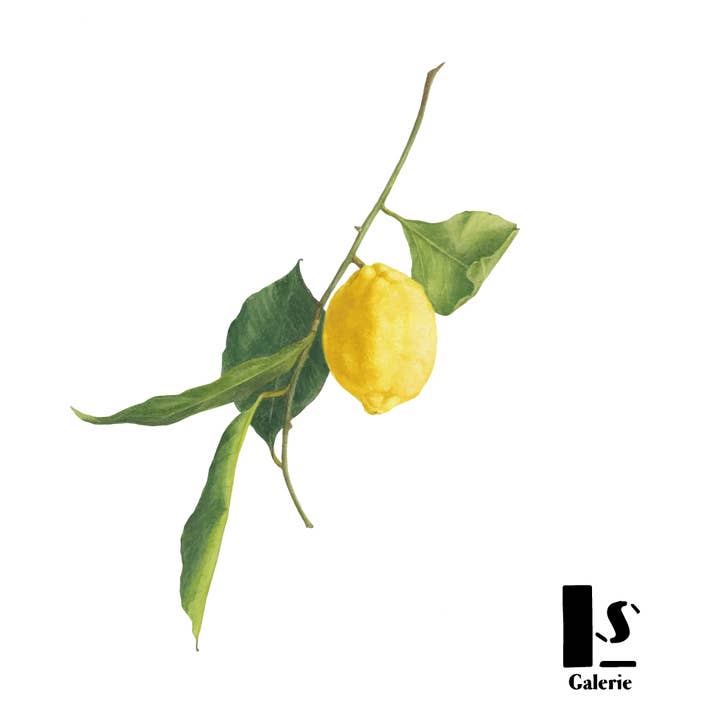 Kapris - Wholesale Temporary Tattoo - Kids - Tatouages éphémères - FRESH SUMMER19