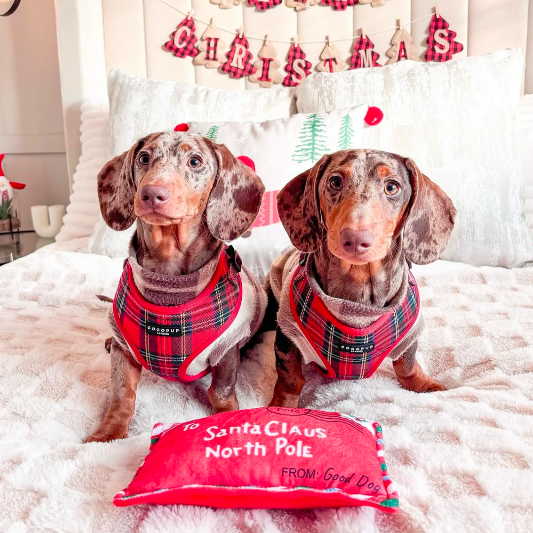 Cocopup London - Wholesale Tuig voor huisdieren - Hond - Tartan Verstelbaar NekHARNAS35