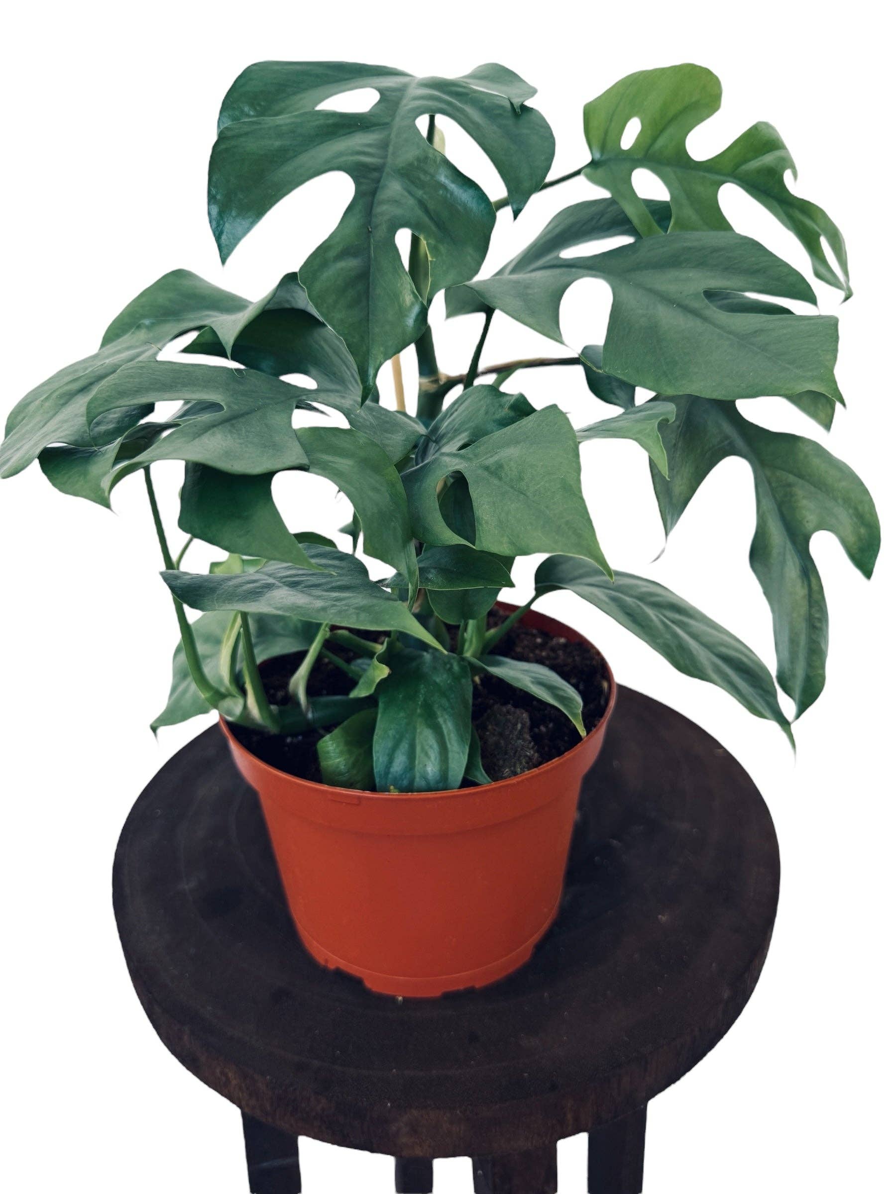 Plant Vault - Wholesale Live Plant - Blue Steel Monstera1