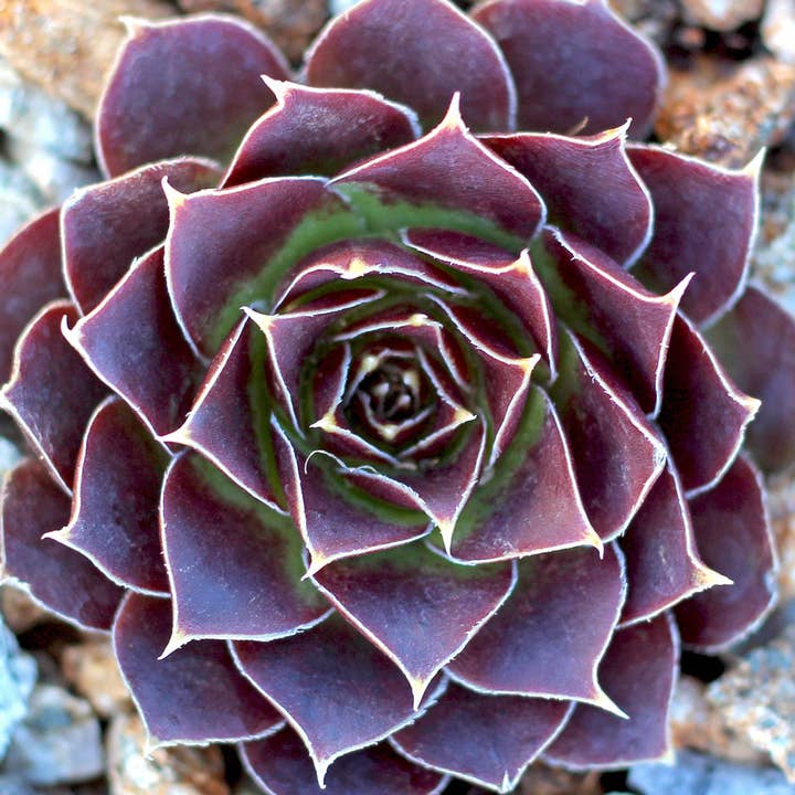 Best Plant Friend - Wholesale Succulent - Sempervivum heuffelii 'Torrid Zone' – 2-Inch Grower Pot2
