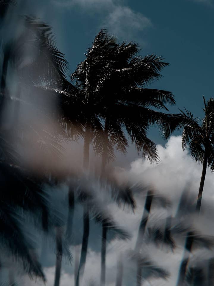 Fremmede i Paradize for engroshandel hos Perspectives