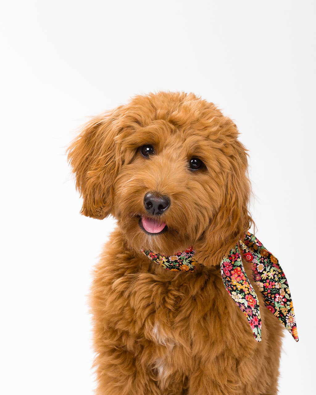MODERNBEAST – wholesale Pet bandana – Dog – FLORAL NECKTIES (Options Available)5