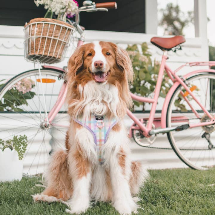 Dizzy Dog Collars - Wholesale Pet harness – Dog - DOG HARNESS | Sherbet Gingham | Neck Adjustable Dog Harness1