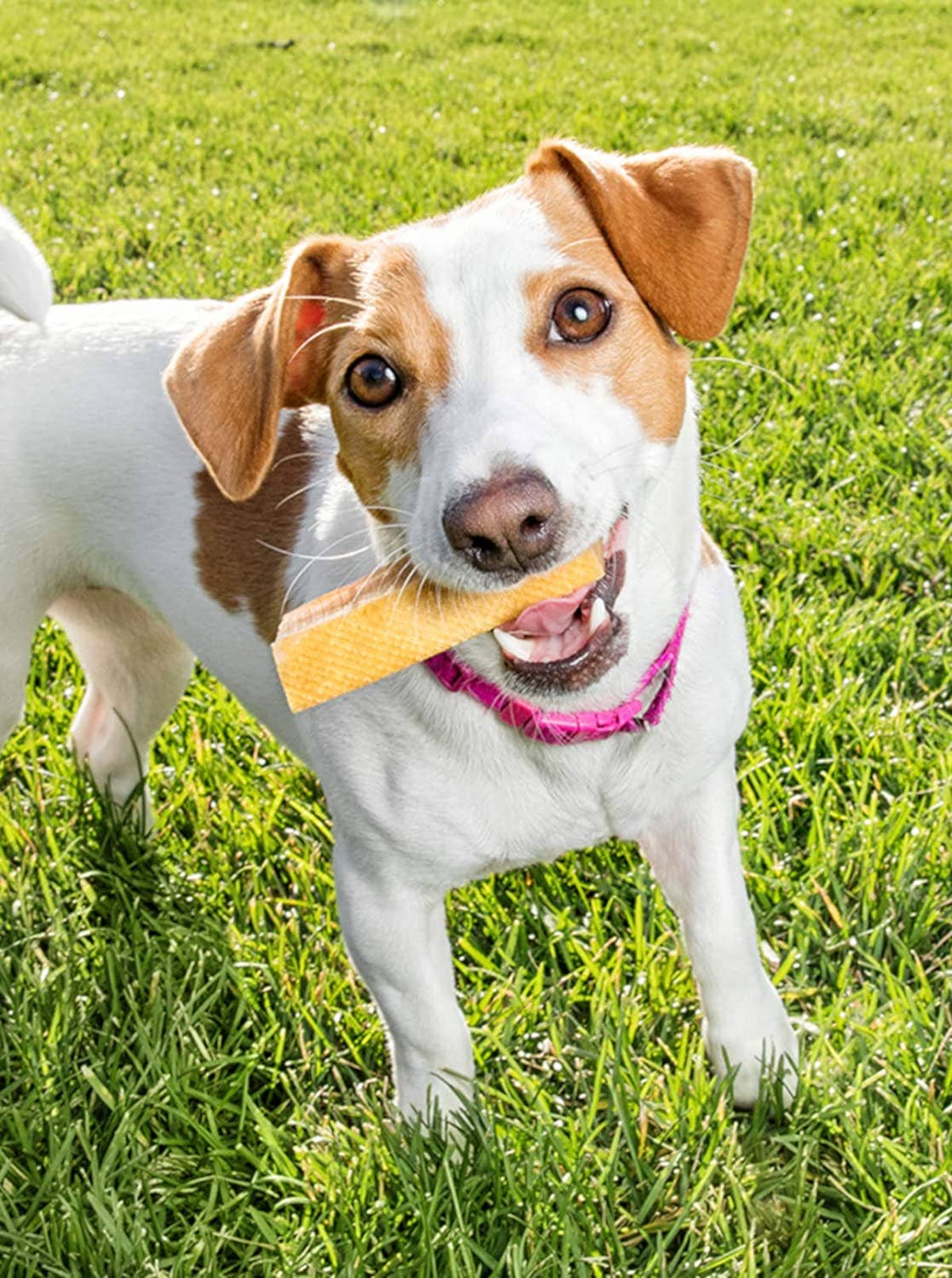 peaksNpaws - Wholesale Pet Treats - Dog - Premium Yak Milk Dog Chews - Small2