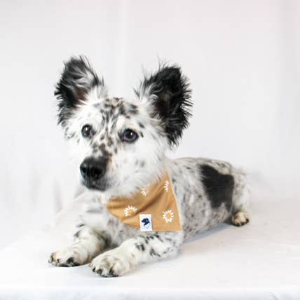 Dog Bandana Co. - Wholesale Pet Bandana - Dog - Daisy Double Sided Tie & Snap Dog Bandana