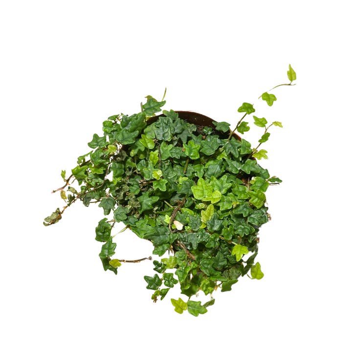 Flow State - Wholesale Live Plant - 2.5" String of Frogs - Ficus Pumila Quercifolia– Wholesale