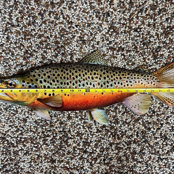 Reelistic Replicas - Wholesale Wall Accent - Brown Trout Replica - 24 Inch Realistic Brown Trout Wall Art