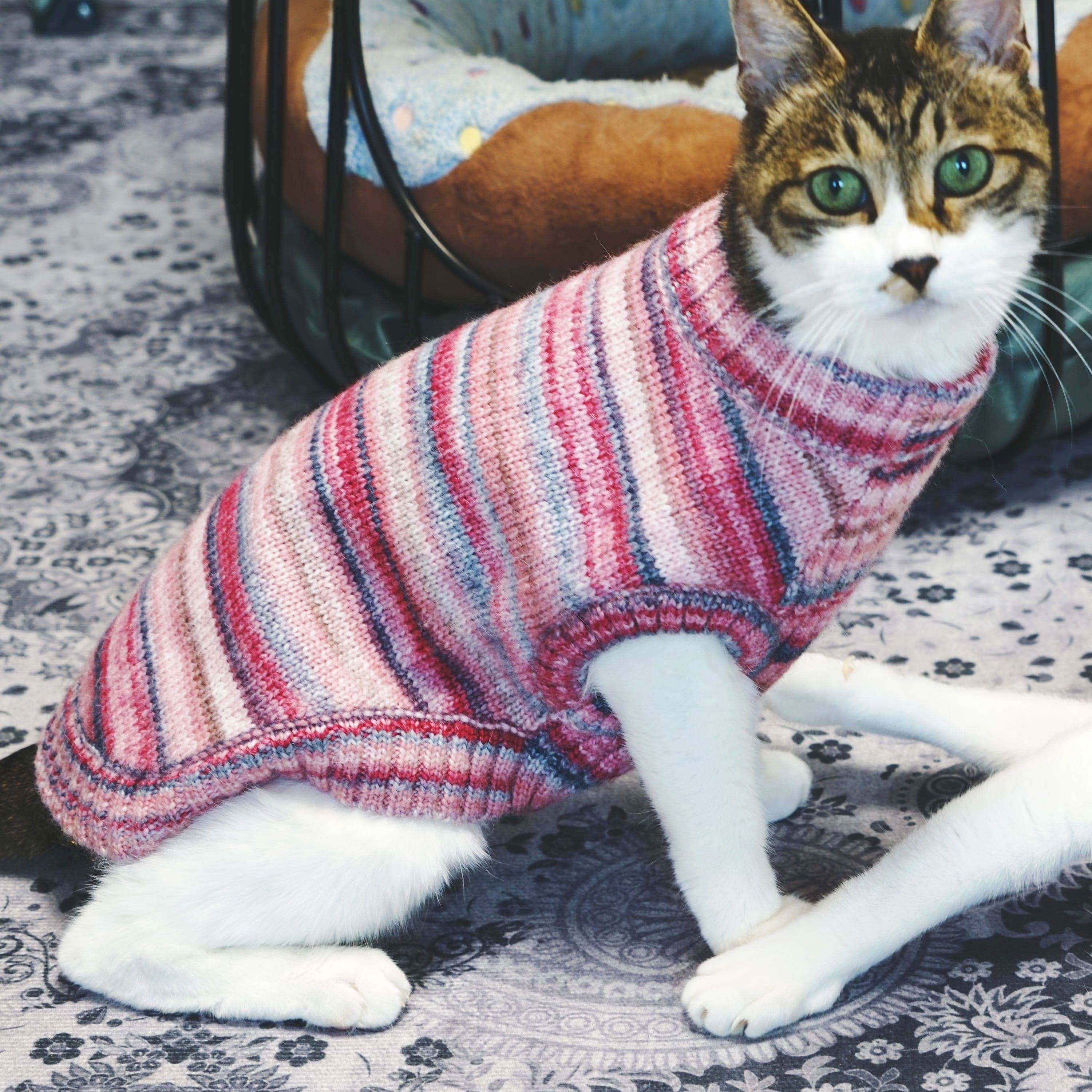 Blueberry Pet - Vendita all'ingrosso Maglione - Cani - Maglione girocollo in filato sfumato morbido e accogliente, lavorato a maglia su misura e tinto2