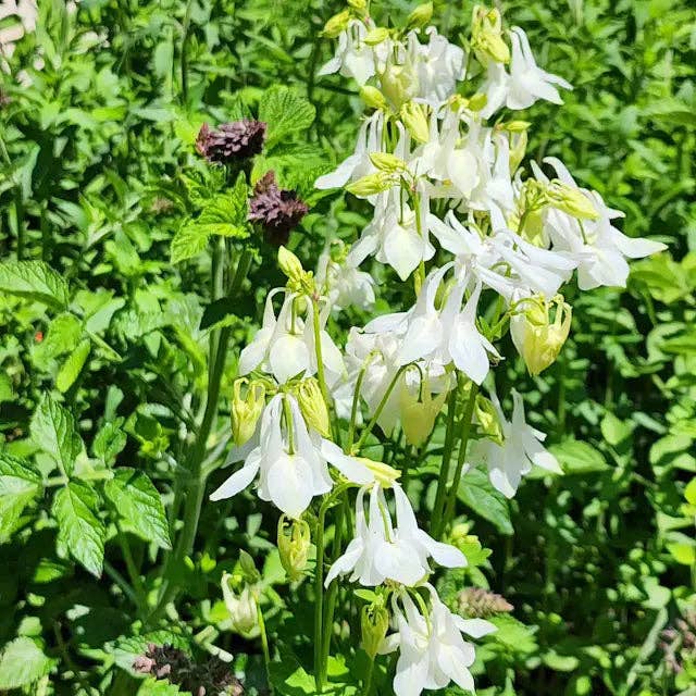 White 'Alba' Columbine Plants for wholesale by Steep Hill Garden