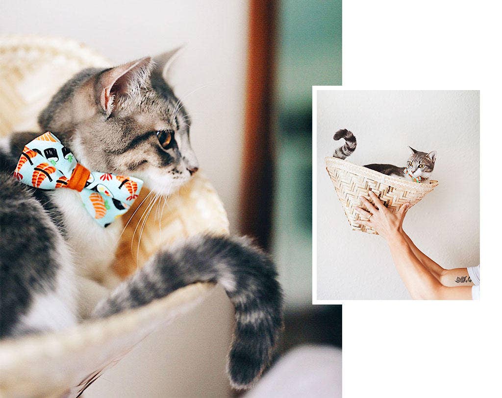 Made By Cleo - Wholesale Pet Collar - Cat - "Sushi Date" - Sushi Cat Collar8