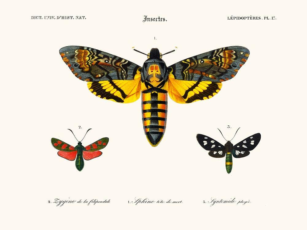 Salam Editions - Wholesale Art Print - Sphinx Butterfly0