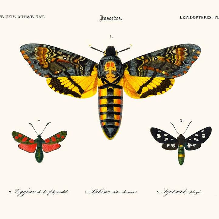 Salam Editions - Wholesale Art Print - Sphinx Butterfly