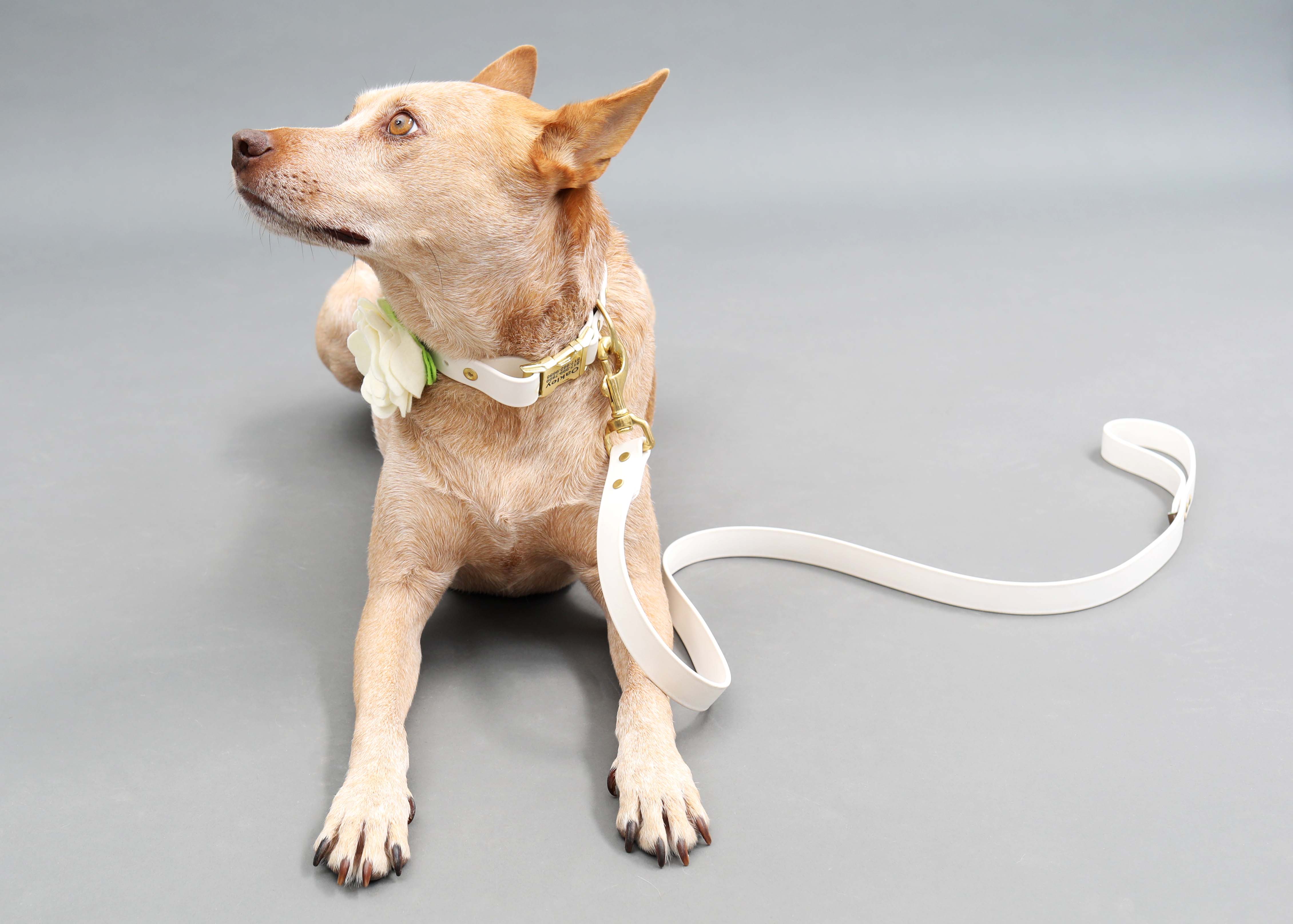 Mimi Green - Vendita all'ingrosso Collare - Cani - Collare per cani Magnolia bianco crema con fiore3