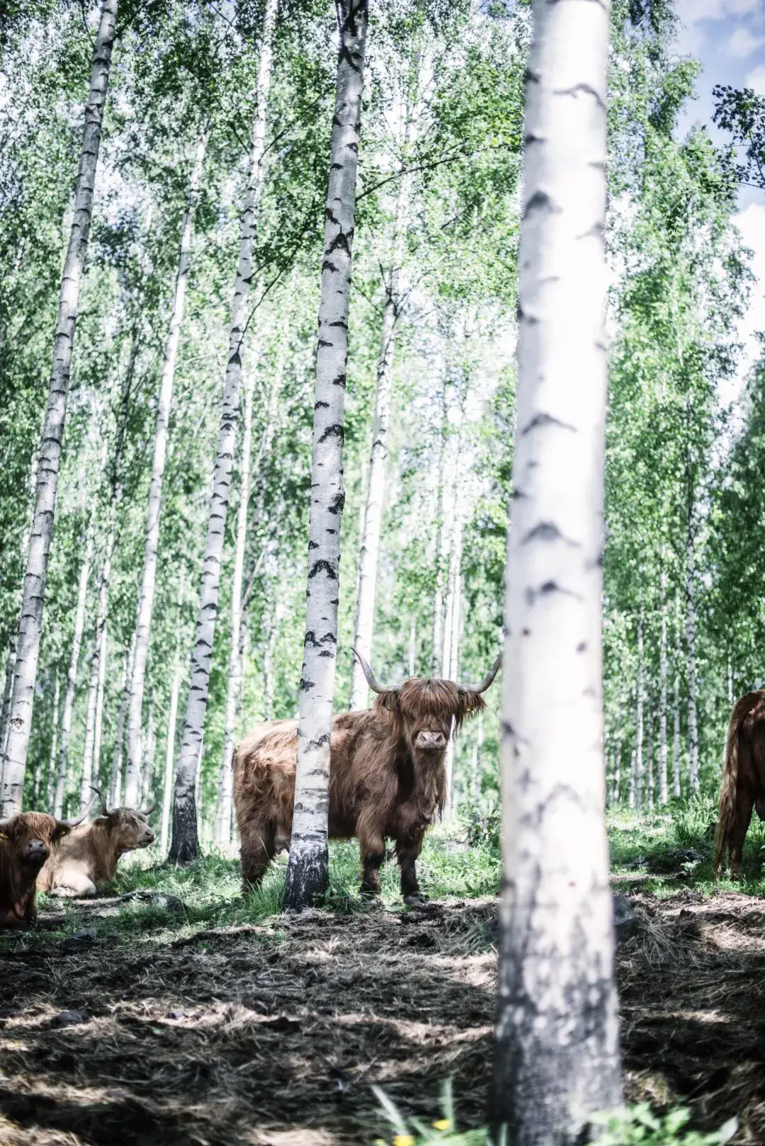 Cozy Publishing - Wholesale Cookbooks & Food - Eat Finland8