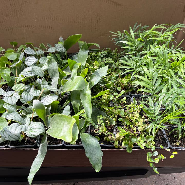 Succulents & Such, Inc. - Wholesale Live Plant -  3" Pet Friendly Plant Assortment 0