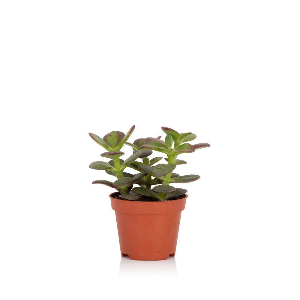 The Little Botanical – wholesale Succulent – Crassula1