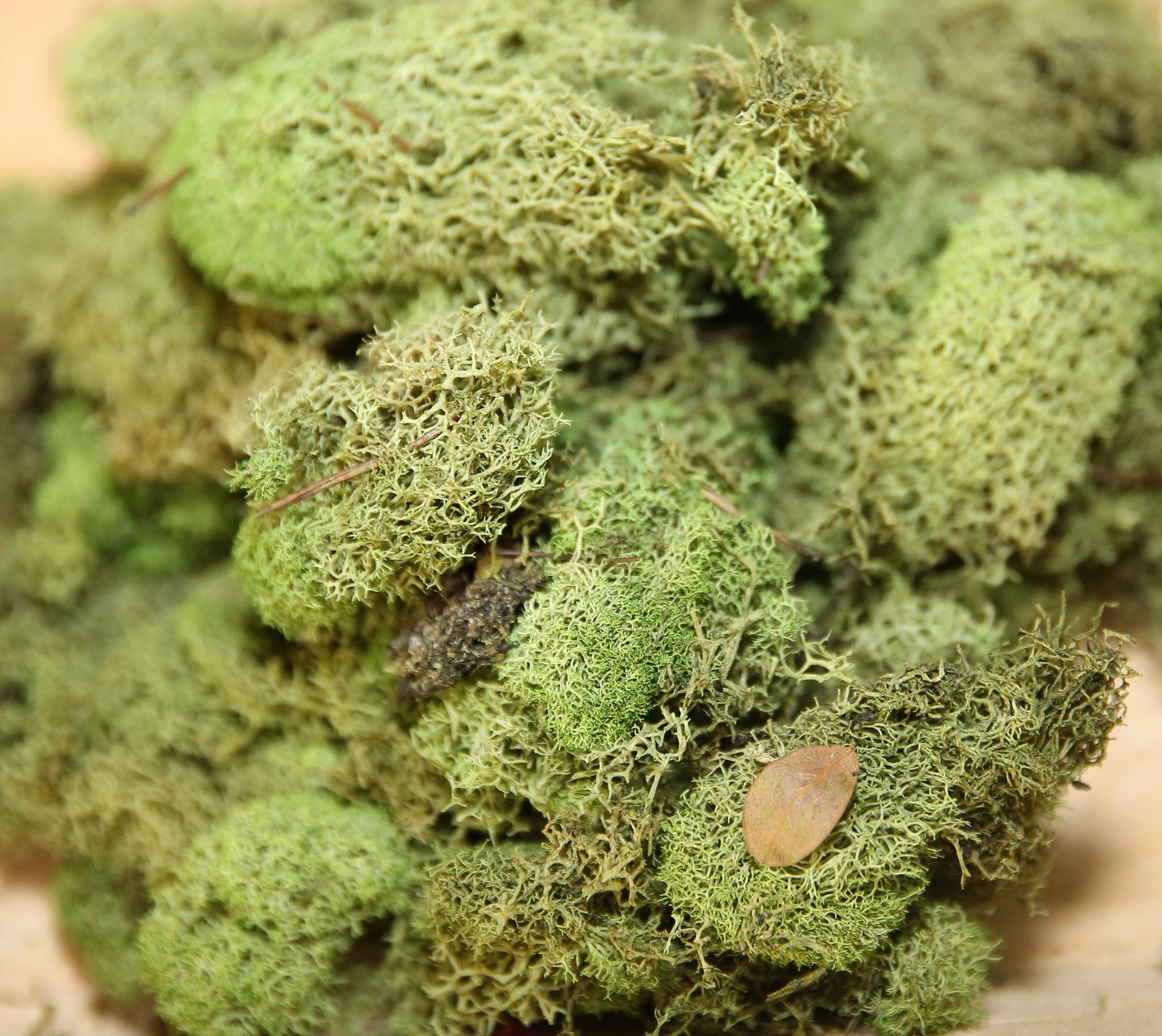 Forever Green Art - Wholesale Live Plant - Preserved Colored Deer Moss – 4oz Bag (Min. 8 Bags)4