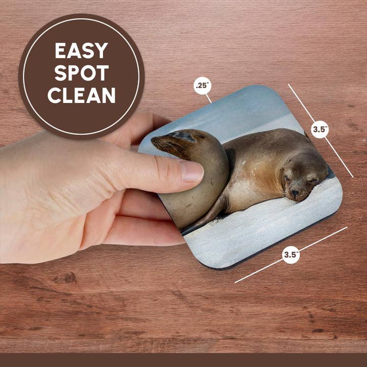 3dRose - Wholesale Coasters - 3dRose, These sea lions cuddle at Gardner Bay, Espanola Island., Coaster13