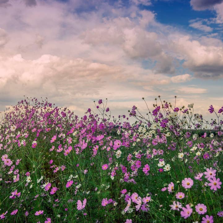 Let the World Bloom for wholesale by Rhythm & Hues