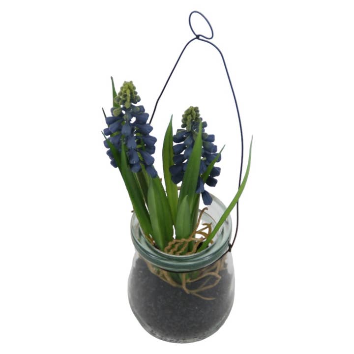 Muscari x 2, 21 cm nel vetro blu per la vendita all'ingrosso da parte di Floratexx