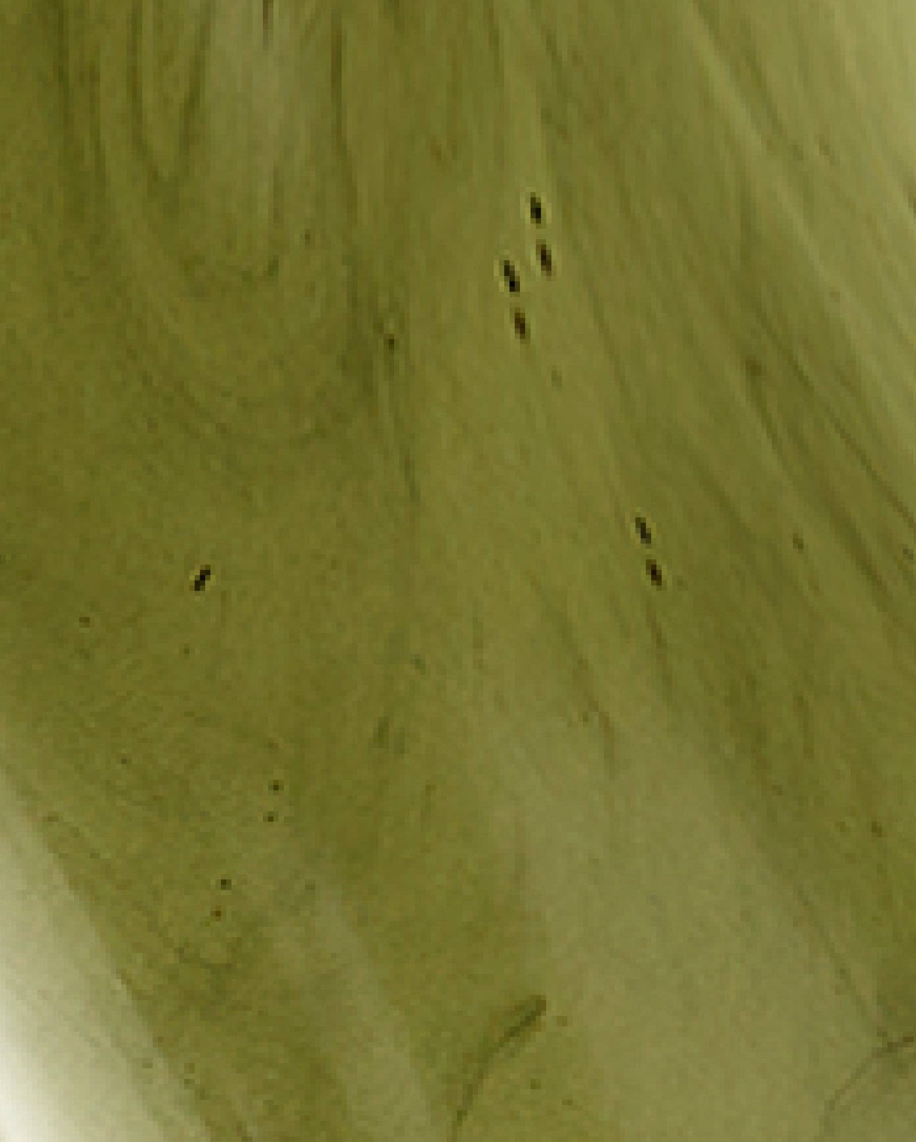 Bambu Earth LLC - Wholesale Facial Cleanser - Activated Charcoal CLEANSING OIL1