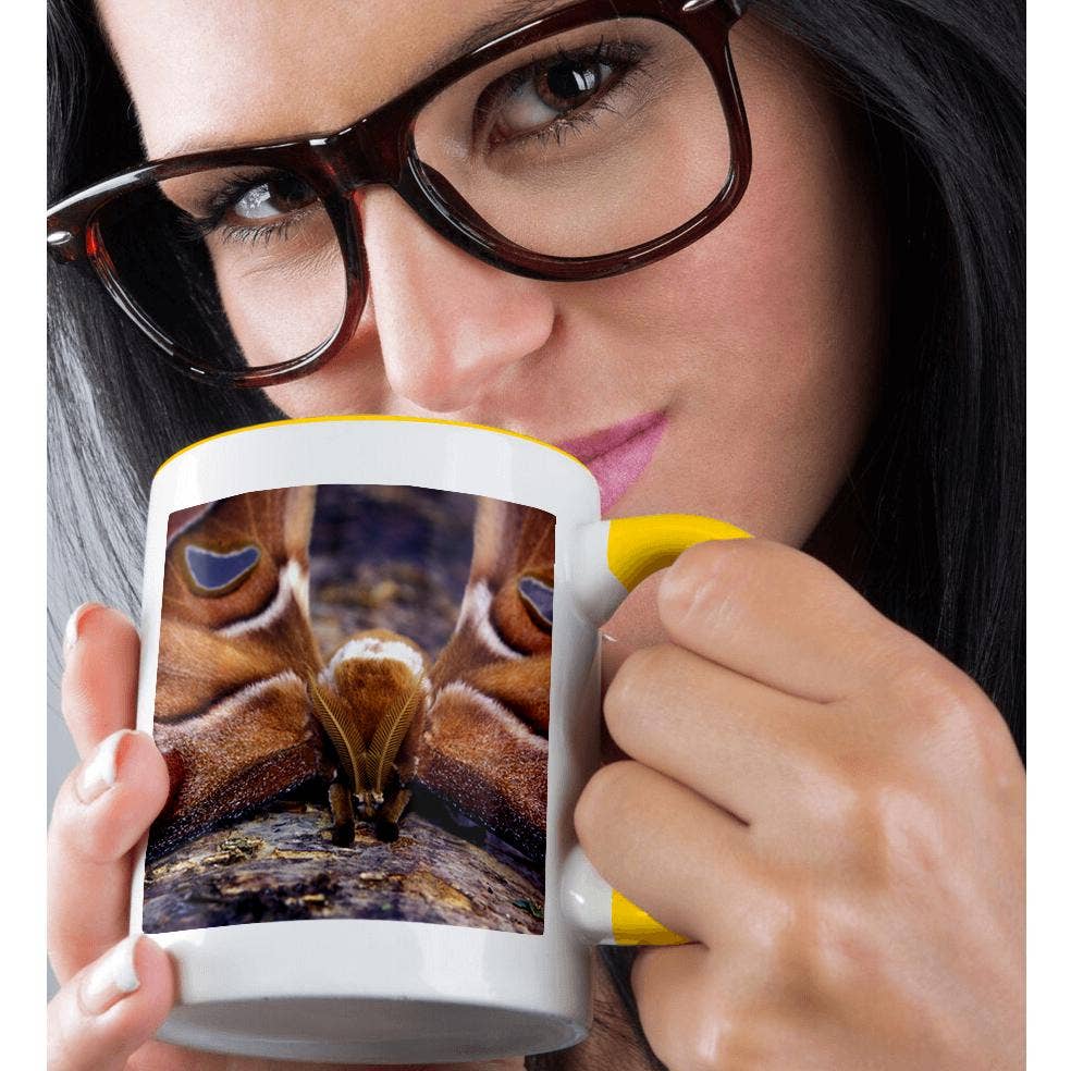 3dRose – wholesale Coffee mug – 3dRose, Papua New Guinea, Atlas Moth insect - OC12 MWE0321 - Michele Westmorland, Mug1