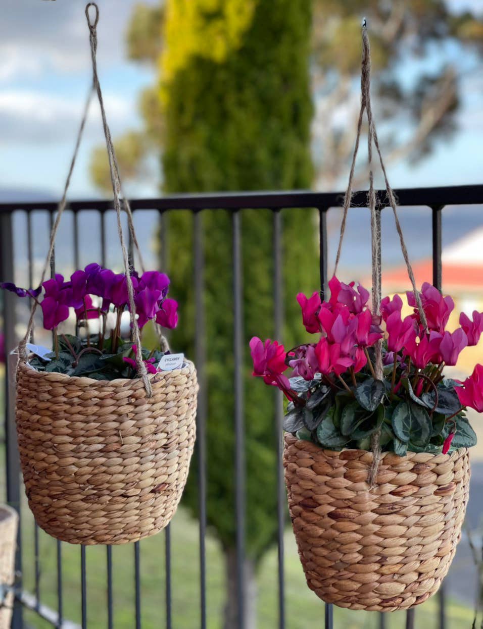 HAMI & CO - Wholesale Hanging planter - HMW21 Waterhyacinth Indoor hanging planter, PE liner set 21