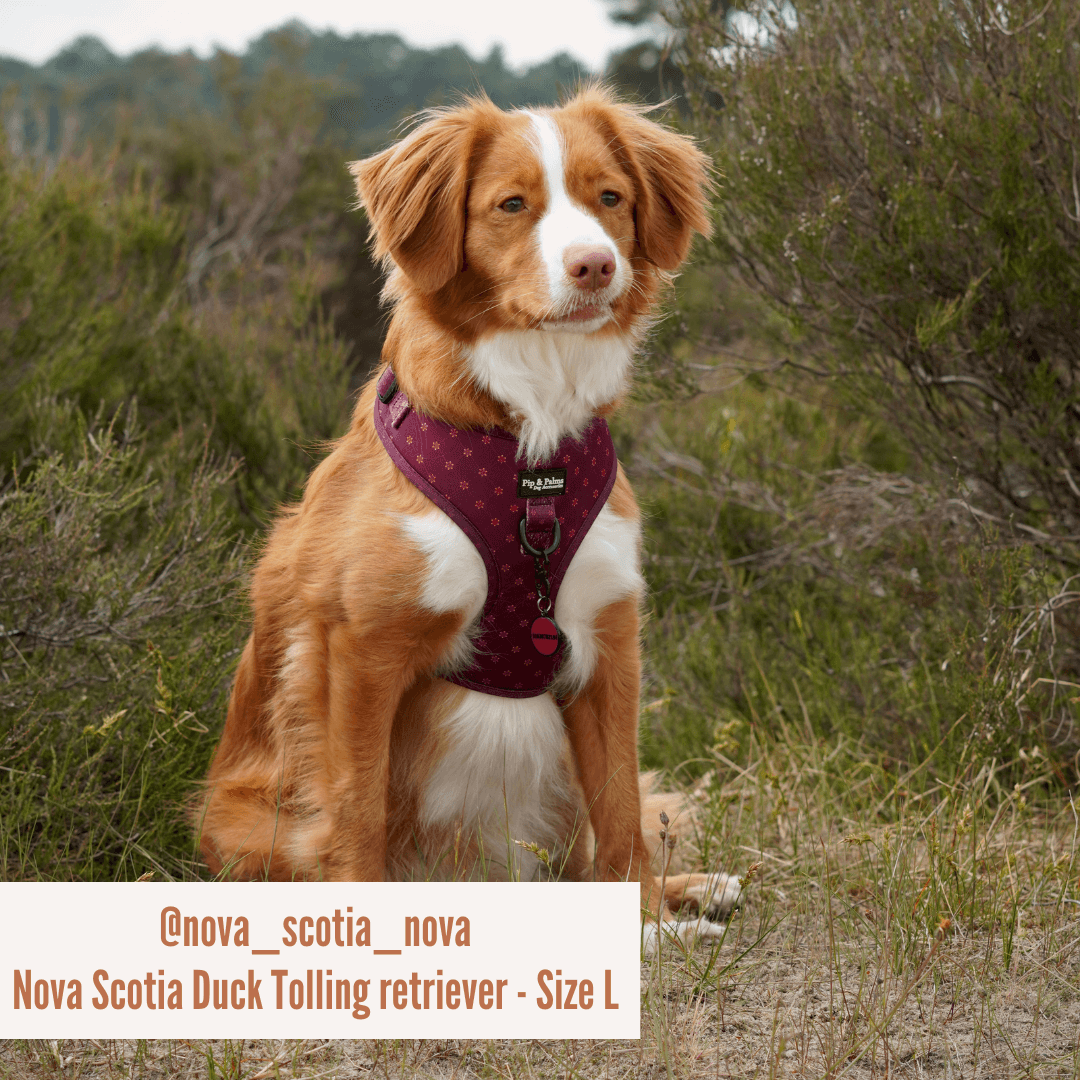 Pip and Palms - Wholesale Pet Harness - Dog - Dog Harness Burgundy Best4