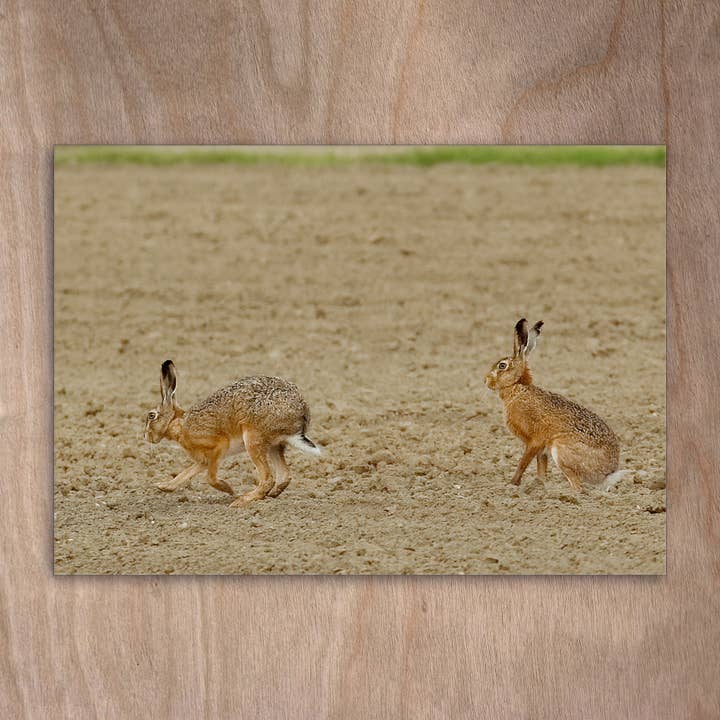 Postkort Eye0334 Påskeharer Kaniner Harer for engroshandel hos eye-comm