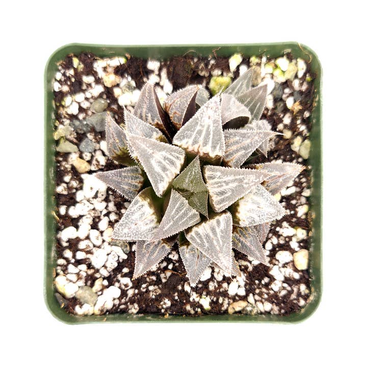 Best Plant Friend - Wholesale Succulent - Haworthia Emelyae Var. Major - Live Succulent in 3.5in Pot4