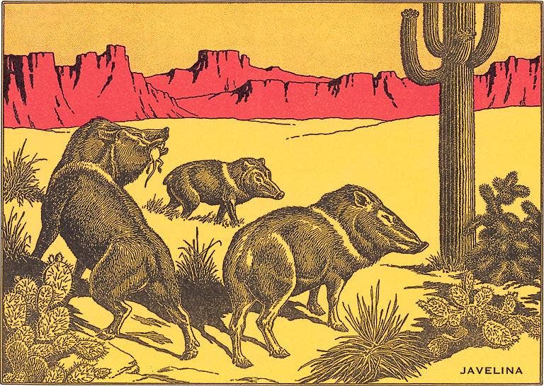 Found Image Press - Wholesale Sticker - Sticker WD-39 Javelina0