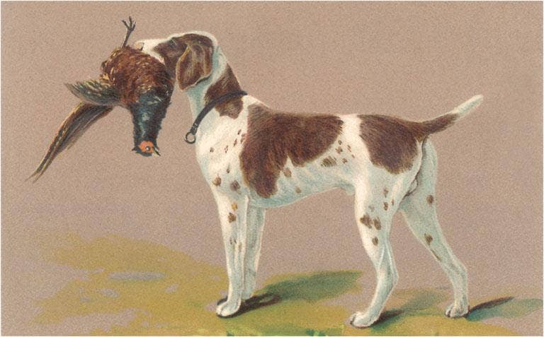 Found Image Press – wholesale Art print – Art Print DG-78 German Short-haired Pointer with Pheasant0