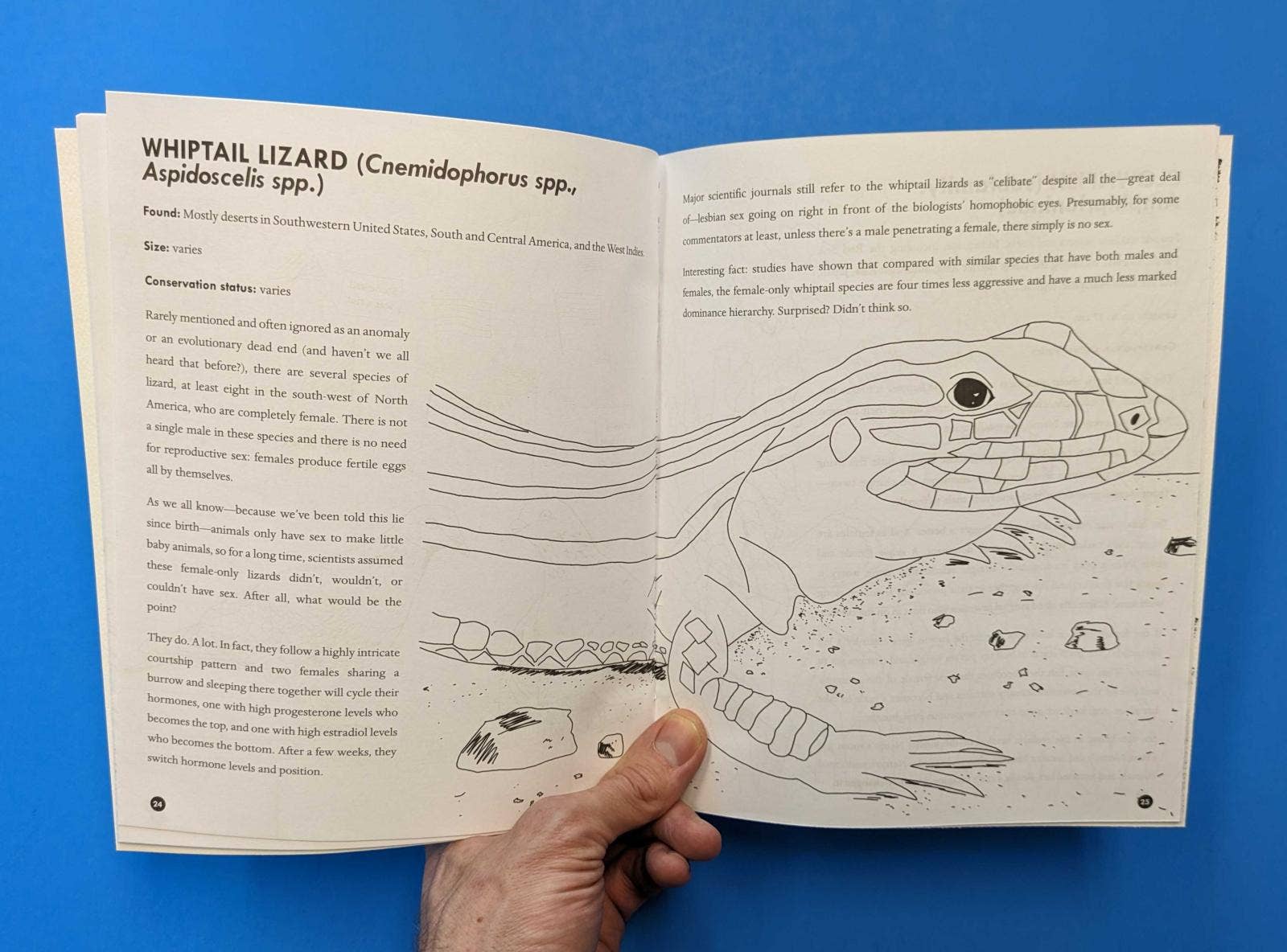 Microcosm Publishing & Distribution - Vente Livre de coloriage et d'activités pour adultes - Livre de coloriage Queer Animals1