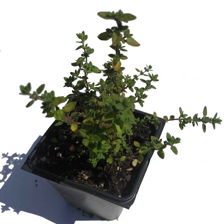 Thyme, Lemon Plant, (Thymus vulgaris x citriodorus) 2.5 inch pot for wholesale by Smoke Camp Crafts